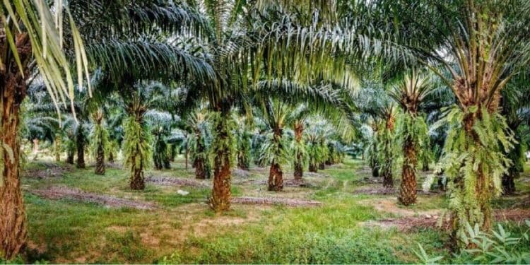 Côte d’Ivoire : le gouvernement modernise le secteur du palmier à huile 
