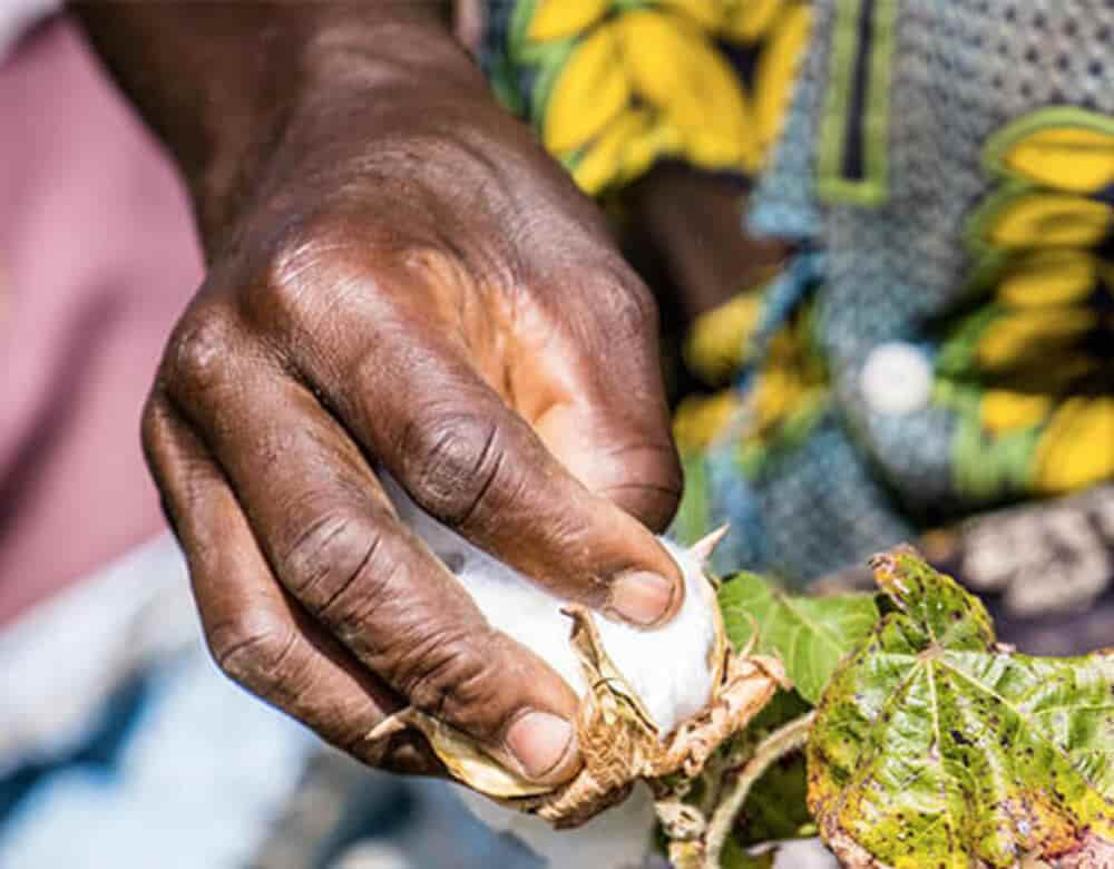 Côte d’Ivoire : Ivoire-Coton redynamise la filière Coton