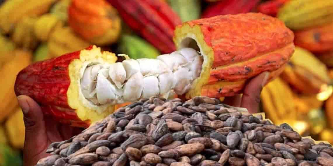 Côte d’Ivoire /Achat de cacao: une nouvelle disposition contre la fraudé  révélée