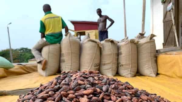 Lancement du complexe TRANSCAO : un tournant pour l’industrialisation du cacao ivoirien
